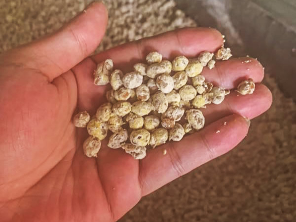 發酵釀造(醬油、豆醬、腐乳、魚露)—酶制劑解決方案