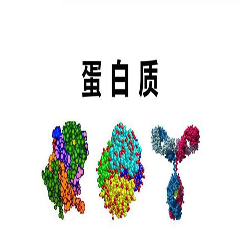 蛋白質成分