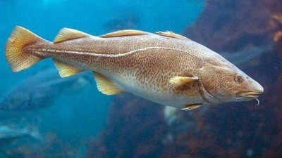 木瓜蛋白酶、堿性蛋白酶制備魚皮膠原蛋白肽的工藝控制點