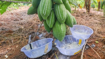 木瓜蛋白酶、風味酶在寵物誘食風味劑中的應用