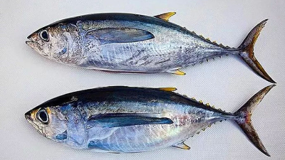 如何酶解金槍魚下腳料制備蛋白粉？