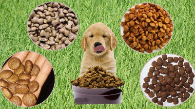 酶解法助力貓狗找回食欲，提高寵物食品適口性！