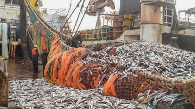 如何利用酶制劑提升酶解魚粉的風味？