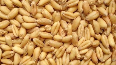 酶解技術制備小麥蛋白肽成為行業新寵