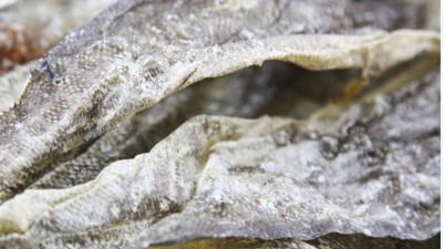 生產900道爾頓膠原蛋白肽，復合蛋白酶的優勢有哪些？