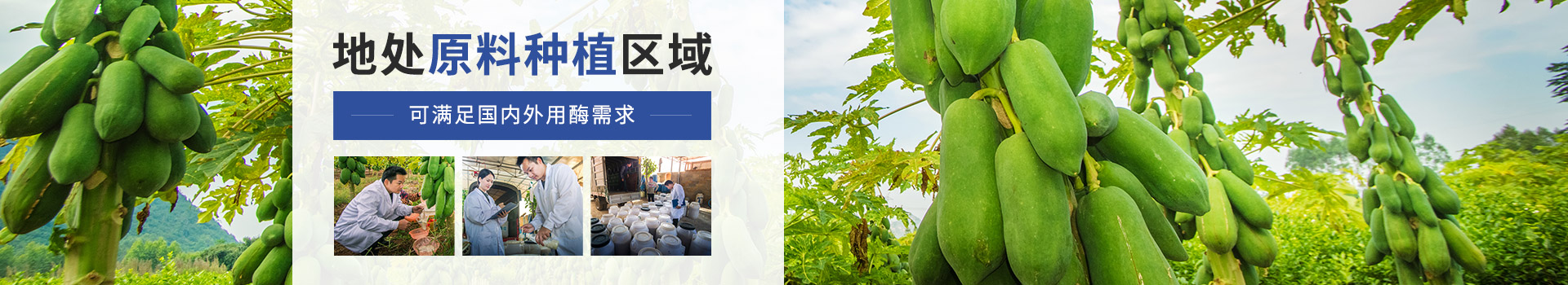 東恒華道木瓜蛋白酶：地處原料種植區域，可滿足國內外用酶需求