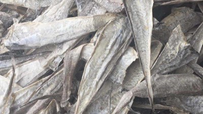 魚皮膠原蛋白寡肽如何酶解制取及應用領域都有哪些？