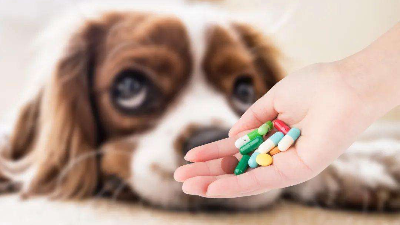 中性蛋白酶在醫藥及獸藥領域的應用